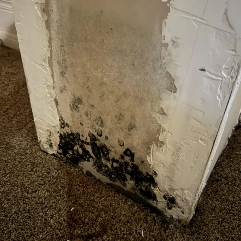 Professional Mold Removal in Milford, ME